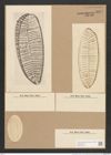 Surirella gemma Ehr. (de-Toni-Nr.: Genus 53, Species 2247) Zeichnungen Sammlung Grunow Nr. 4677 (NHMW-BOT-W0372748)